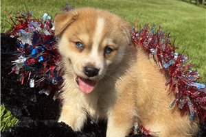 Sunrise Snoozer - puppy for sale