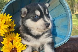 Aiden - Pomsky for sale
