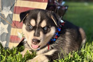 Kats Delight - puppy for sale