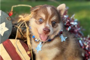 Latinana - puppy for sale