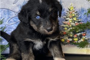 Francis - puppy for sale