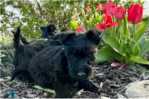 Blakely - Scottish Terrier for sale