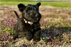 Bonnie - Scottish Terrier for sale
