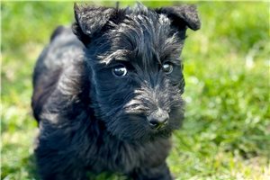 Logan - Scottish Terrier for sale