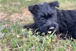 Button - Scottish Terrier for sale