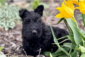Louie - Scottish Terrier for sale