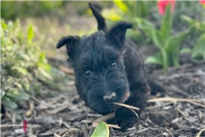 Brianna - Scottish Terrier for sale