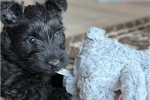 Lava - Scottish Terrier for sale