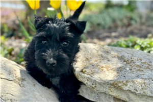 Loso - Scottish Terrier for sale