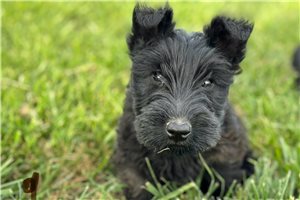 Lava - puppy for sale