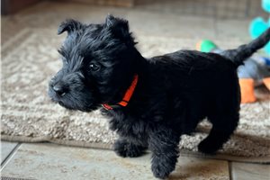 Laser - Scottish Terrier for sale