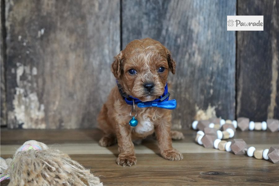 Tyson - Cavapoo for sale
