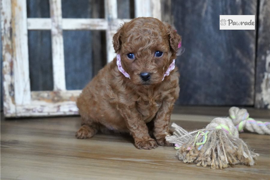 Twinkle - Cavapoo for sale