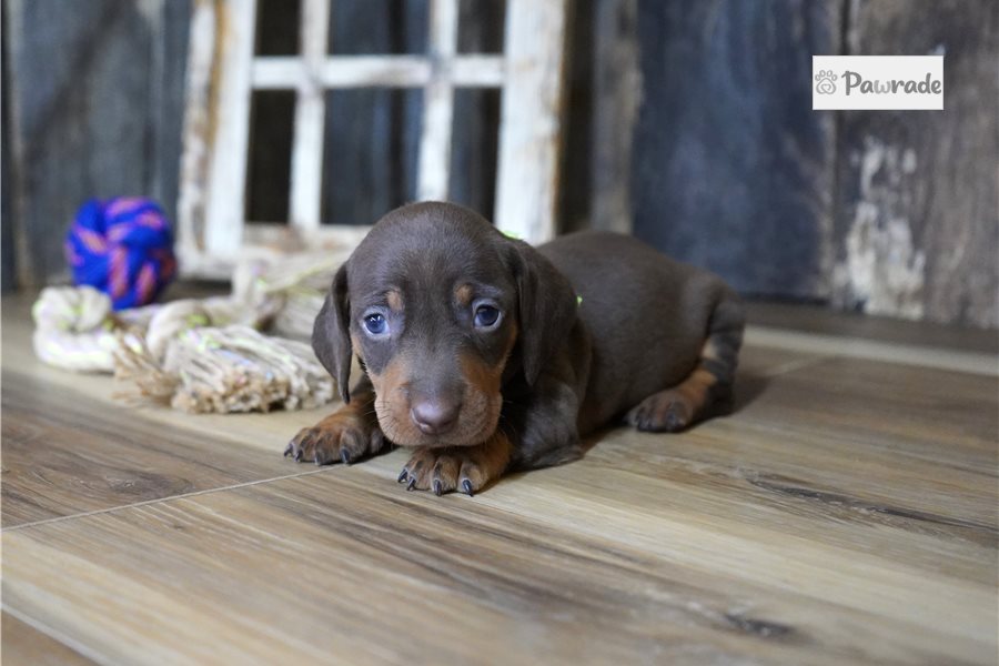 Regis - Mini Dachshund for sale