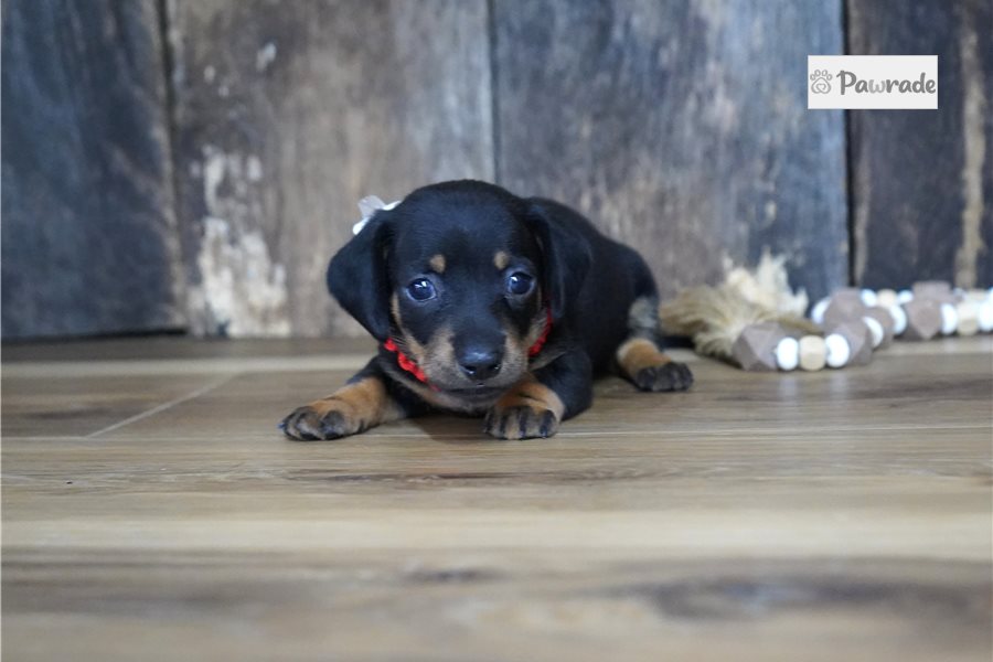 Plum - Mini Dachshund for sale