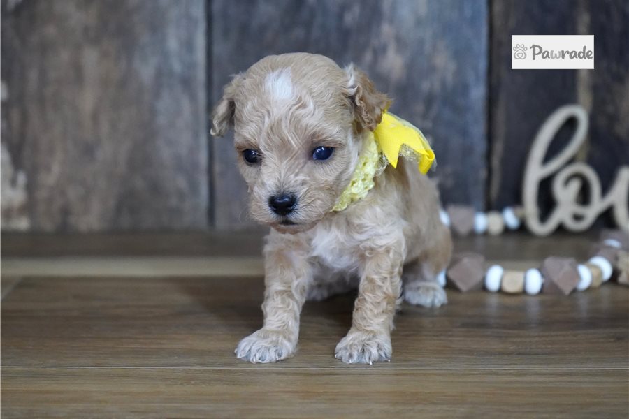 Sparky, male Maltipoo puppy for sale