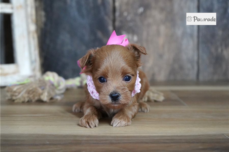 Sophia - Maltipoo for sale