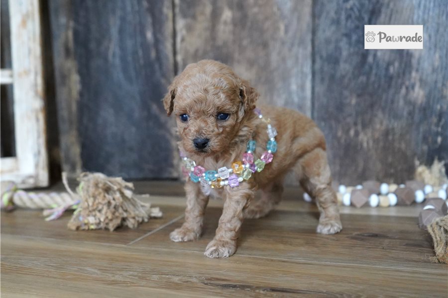 Sofia, female Maltipoo puppy for sale