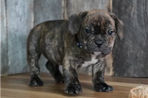 Charles - puppy for sale