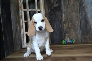 Moss - Beagle for sale