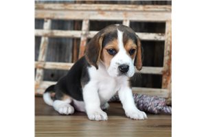 Noor - puppy for sale