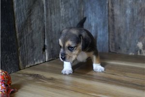 Rocky - Beagle for sale