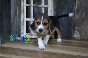 Ruben - Beagle for sale
