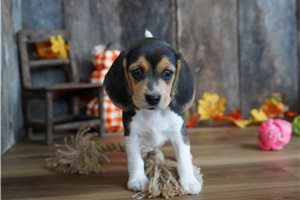 Fiona - Beagle for sale