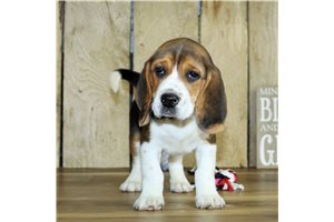 Mowgli - Beagle for sale