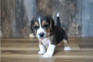 Ruben - Beagle for sale
