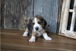 Rudolph - Beagle for sale