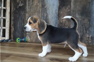 Rudolph - Beagle for sale