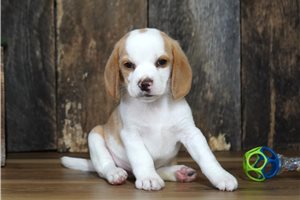Moss - Beagle for sale