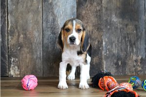 Faith - Beagle for sale
