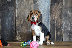 Freya - Beagle for sale