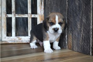 Russell - puppy for sale