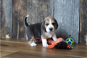 Raymond - Beagle for sale