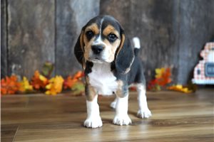 Felix - puppy for sale