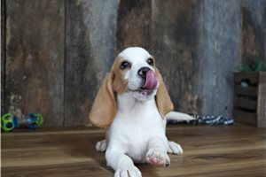 Moss - Beagle for sale