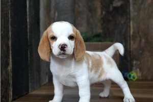 Moss - Beagle for sale