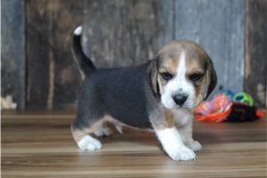 Raymond - Beagle for sale