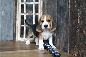 Raymond - Beagle for sale