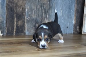 Ruben - Beagle for sale
