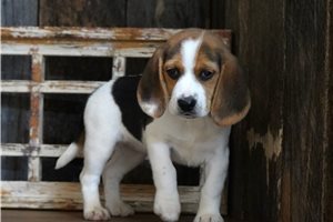 Madison - Beagle for sale