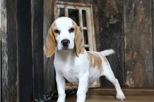 Moss - Beagle for sale