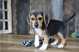 Rocky - Beagle for sale