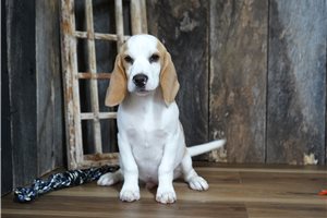 Moss - Beagle for sale