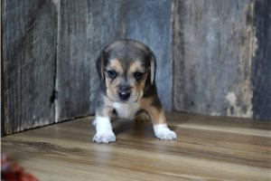 Rocky - Beagle for sale