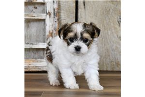 Pablo - Biewer Terrier for sale