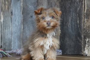 Mateo - Biewer Terrier for sale